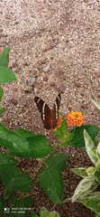 Anartia fatima