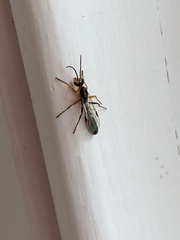 Pseudomyrmex gracilis