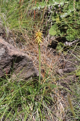 Kniphofia gracilis