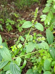 Achyranthes japonica