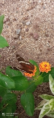 Anartia fatima