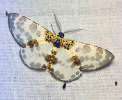 Hypomecis fulvosparsa