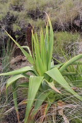 Kniphofia northiae