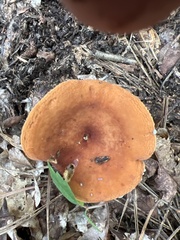 Lactifluus