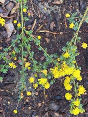 Acacia pulchella