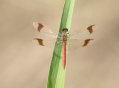 Sympetrum pedemontanum
