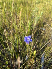 Gentianopsis virgata