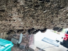 Chilocorus stigma
