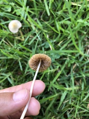 Conocybe apala albipes