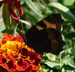 Aglais urticae
