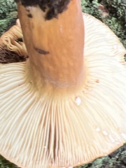 Lactifluus