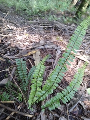 Asplenium