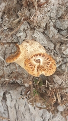 Cerioporus squamosus