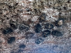 Chilocorus stigma