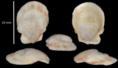 Talochlamys pusio