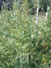 Salix starkeana