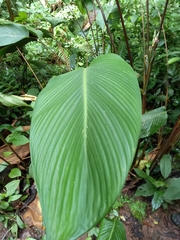 Pleiostachya pruinosa