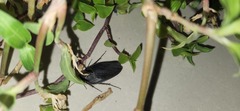 Polyphaga aegyptiaca