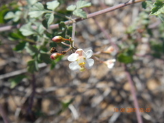 Cardiospermum corindum