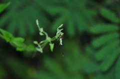 Pseudagrion pilidorsum