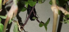 Polyphaga aegyptiaca