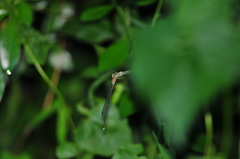 Pseudagrion pilidorsum