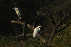 Ardea alba melanorhynchos
