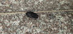 Polyphaga aegyptiaca