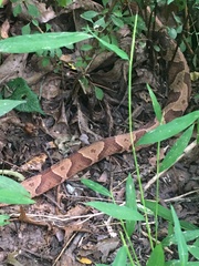 Agkistrodon contortrix