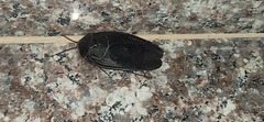 Polyphaga aegyptiaca