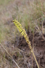 Kniphofia parviflora
