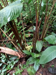 Pleiostachya pruinosa