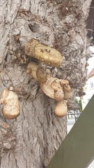 Cerioporus squamosus