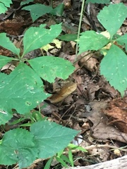 Agkistrodon contortrix