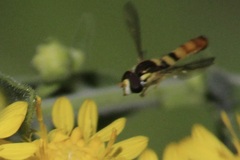 Sphaerophoria contigua