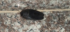 Polyphaga aegyptiaca