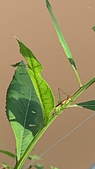 Conocephalus brevipennis