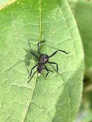 Polyrhachis armata