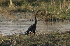 Anhinga rufa rufa