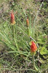Kniphofia stricta