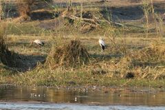 Mycteria ibis