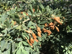 Halimodendron halodendron