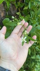 Clematis ligusticifolia