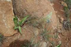 Schizocarphus nervosus