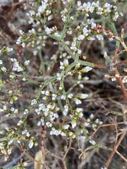 Eriogonum corymbosum