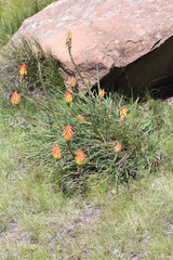 Kniphofia stricta