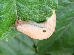 Deroceras reticulatum