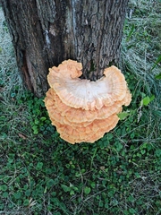 Laetiporus sulphureus