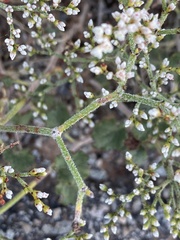 Eriogonum corymbosum