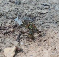 Synanthedon bibionipennis